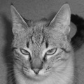 Photo 005